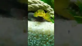 African Hingemouth & 1 of my baby Gold Dust Birchirs✨️searching around😋like/sub for more short 📹's