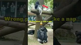 Baby Gorilla&rsquo;s Sneaky Tree Prank Goes Wrong #viralshorts #gorilla #trending