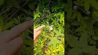 छुई मुई / Touch me not / mimosa pudica / chui mui 