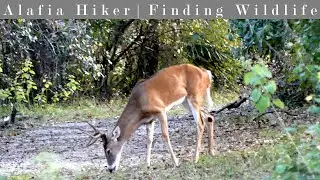 FishHawk Creek Nature Preserve North, 22/23 Hiking Spree Trail 2