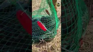 Арнасойда балиқ тутиб дам олинди натижалар зур. Куринг #баликови #рыбалка #telegram 