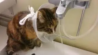 Un chat avec une collerette a trouv&eacute; une technique pour boire facilement de l'eau au robinet