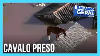 Cavalo ilhado em telhado aguarda resgate em Canoas (RS)