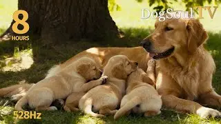 MUSIC FOR FAMILY DOGS | 8 Hours Multi-Pet Home Soul 🐕🏡