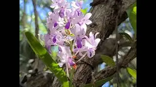 Neostylis Fuchs Ocean Spray... blooming on August 20, 2022