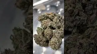 Premium Exotic Hemp Flower - Purple Octane 🔥 Rate 1-10! #shorts #hemp #wellness