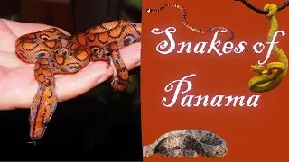 Snakes of Panama The Most Dangerous & Fascinating Species!