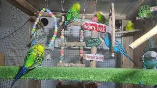 Parrot Behavior Moments