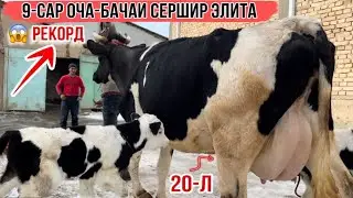 😱РЕКОРД 9-САР ОЧА БАЧАХОИ СЕРШИР 26 января 2026 г.