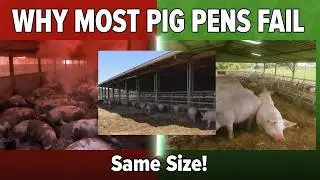 Your Pig Pen Is Wrong &ndash; This Is Why Pigs Don&rsquo;t Grow