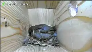 SPARROWS: FIGHTING in the nest box and STEALING cotton wool