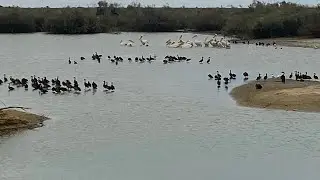 Reportage :La vie difficile des animaux domestiques dans le parc deDiawling.