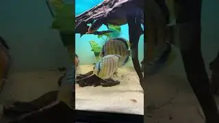 wild discus green tefe #singer #music #songcover #80smusic #coversong #fish #aquarium #trending #tv