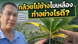 กล้วยไม้ช้างใบเหลืองทำอย่างไรดี การปลูกการเลี้ยงช้าง #orchid 