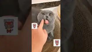 How To Calm An Angry Cat !!!