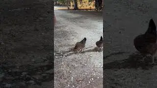 GROSS! #gross #weird #animals