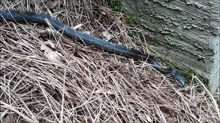 Catching the REAL POKEMONS in Real Life // What snake is it? Venomous or Non-venomous?