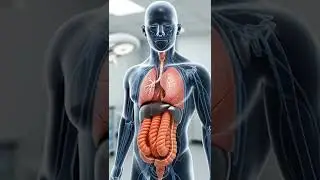 What Really Happens Inside Your Body After Drinking Tea ☕ | 3D Digestion Animation&rdquo;
