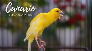 seu canário está em silêncio, vire isso então ele vai cantar junto #07