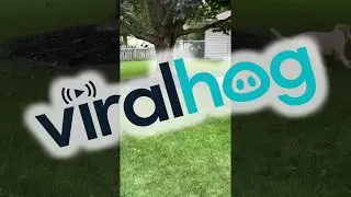 Squirrel Has A Wild Survival Strategy || ViralHog