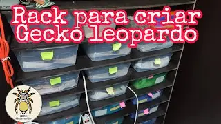 Rack para criar Gecko leopardo | PIMVS México exótico