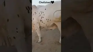 Cholistan beauty#beauty #cholistan #cholistani#bachramandi #nothernbypassmandi