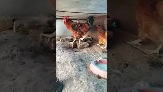 RIR Murga 🐓#shorts #animal