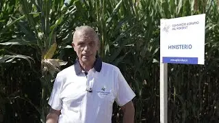 Mais ibrido MINISTERIO | classe 700 | Eccellente per trinciato e pastone, ottimo anche per granella