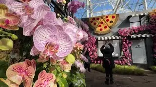 Orchids transform the New York Botanical Garden