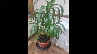 climate change and lighting change shock in plants
