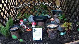 24/7 Charleston SC Live Bird Cam