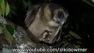 BROWN WOOD OWL with Food-in-Mouth, Fraser's Hill, West Malaysia