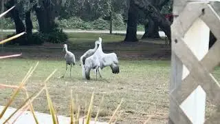 Angry Birds