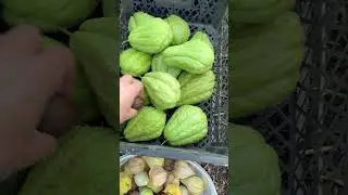 Jesienne porządki w ogrodzie / Autumn cleaning in the garden #plony #garden #naturalneuprawy