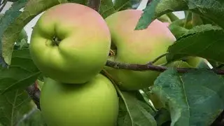 Яблоня СУПЕР ЧИФ, АМБРОЗИЯ, РЕД АТЛАС, ГОЛД ЧИФ, СКИФСКОЕ ЗОЛОТО, ФУБРАКС /Обзор 05.09.22г / Часть 6