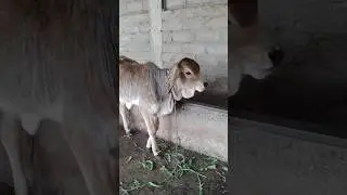 Pyari Indian Desi Cow ❤️ | Gaav Ki Gaay #viral #shorts #kankrej