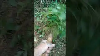 #camphack for clearing ivy type crawling vegetation easily while #camping #hikertrash #stealthcamp