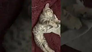 Спим#сон #небуди #урожай #цветы #garden #юмор #дача #огород #лето #сад #cat
