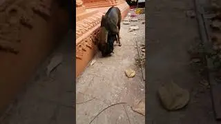 lovely poor dogs family 🐕 🐶&nbsp; are hungry&nbsp; and so friendly #pets #short #dog