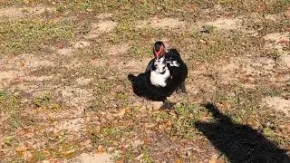 Muscovy Duck with White Chest, Pink Beak & Brown Webbed Feet Walks Over to Greet Us! Oviedo, Florida