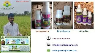 Paddy GAPL Brahamstra Narayanstra Atomica Y
