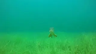 Freediving Rosenheim @ Echinger Weiher