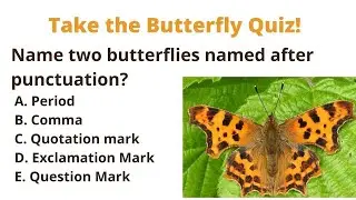 Take the Punctuation Butterfly quiz