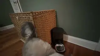 Hidden Rattan Cat Litter Box Enclosure, Clean Home