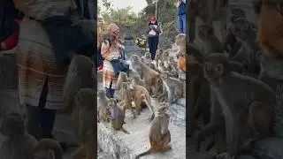 FEEDING MONKEYS at Swayambhu Temple, Kathmandu #travel #nepal #kathmandu #swayambhu