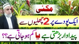 What is the status of yield in case of two corns on a single plant || Crop Reformer