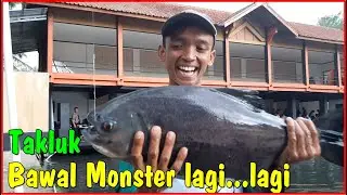 BAWAL MONSTER KEMBALI TAKLUK DITANGAN MAS AZIS - MANCING    BAWAL MONSTER PART 9
