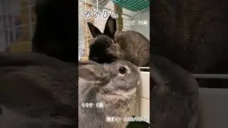 【うさぎ】なかよし #rabbit #bunny #うさぎ #うさぎのいる暮らし
