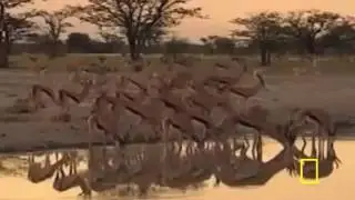 DOCUMENTARY   LIONS DEADLY KILLERS   Nat Geo Wild