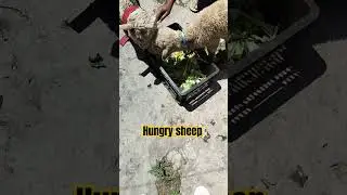 Hungry sheep #sheep #animals